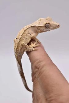 Crested Geckos