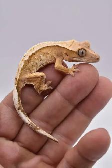 Crested Geckos - Photo 2