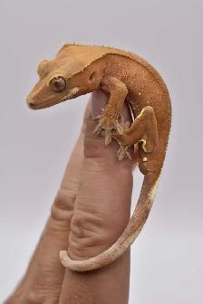 Crested Geckos - Photo 3