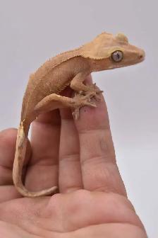Crested Geckos - Photo 4
