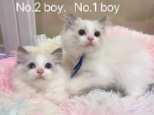 == Blue eyes Ragdoll kittens ready now == - Photo 4