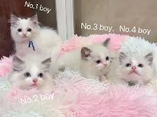 == Blue eyes Ragdoll kittens ready now == - Photo 5