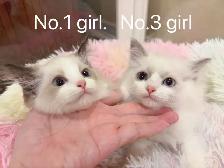 == Blue eyes Ragdoll kittens ready now == - Photo 6