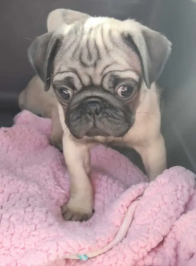 Professional Snuggler in Training! Precious Pug Puppy