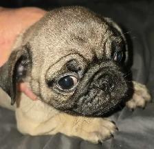 Professional Snuggler in Training! Precious Pug Puppy - Photo 2