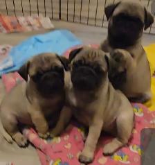 Professional Snuggler in Training! Precious Pug Puppy - Photo 3