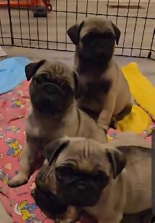 Professional Snuggler in Training! Precious Pug Puppy - Photo 4