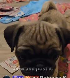 Professional Snuggler in Training! Precious Pug Puppy - Photo 5