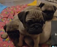 Professional Snuggler in Training! Precious Pug Puppy - Photo 6
