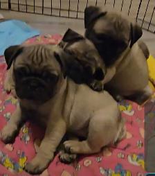 Professional Snuggler in Training! Precious Pug Puppy - Photo 7
