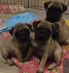 Professional Snuggler in Training! Precious Pug Puppy - Photo 8