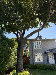 Labor $22/hr cash. work today paid today Woodroffe/knoxdale