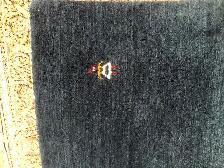 SOFT AND THICK AREA RUGS at Caspian Rugs Centre! - Photo 6