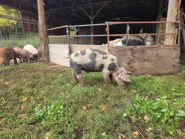 young boar