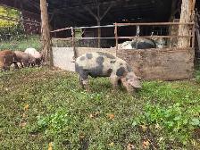 young boar