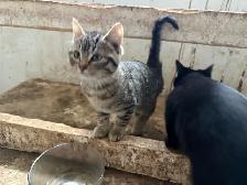 3 month old Kittens - Photo 2