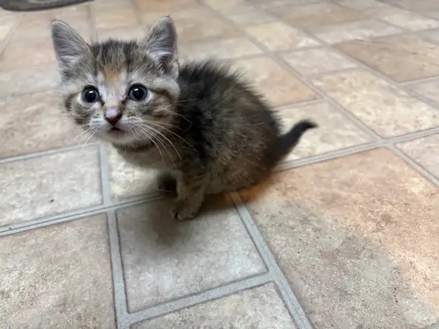 Bottle Baby Kittens