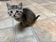Bottle Baby Kittens