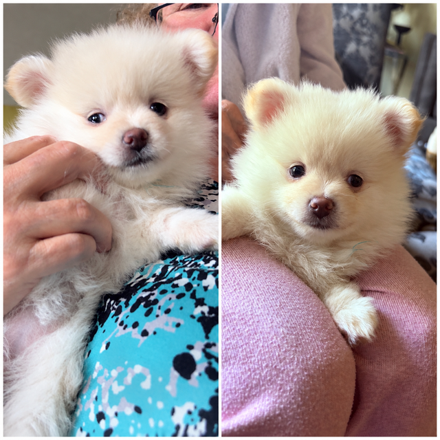 Pomeranian puppies