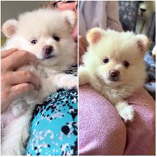 Pomeranian puppies