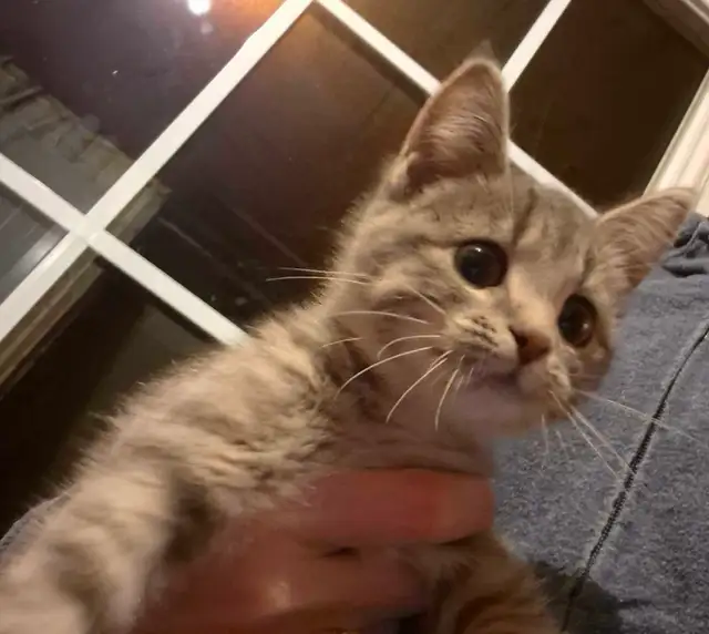 Female gray kitten-pending pick up