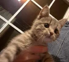 Female gray kitten-pending pick up