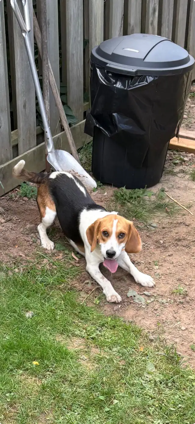 SWEET MALE BEAGLE FOR REHOMING