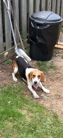 SWEET MALE BEAGLE FOR REHOMING