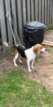 SWEET MALE BEAGLE FOR REHOMING - Photo 2
