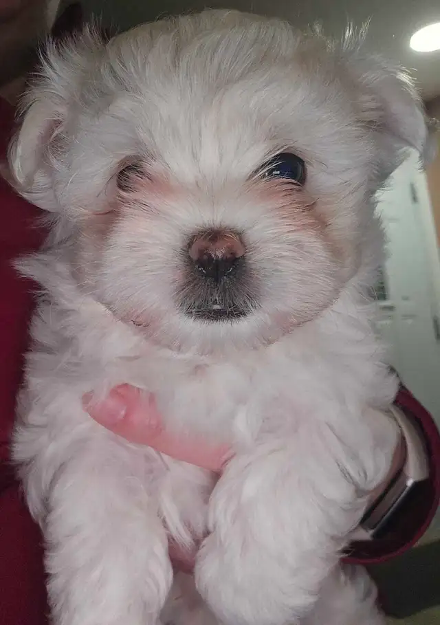 Bichon maltais a vendre
