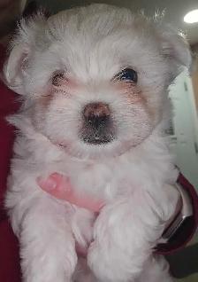 Bichon maltais a vendre