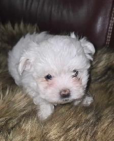 Bichon maltais a vendre - Photo 2