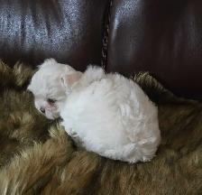Bichon maltais a vendre - Photo 3