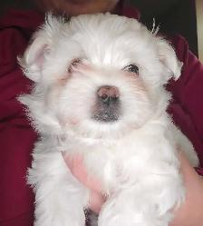 Bichon maltais a vendre - Photo 4