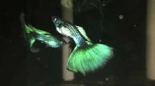 Guppy de qualité  en santé - Photo 5