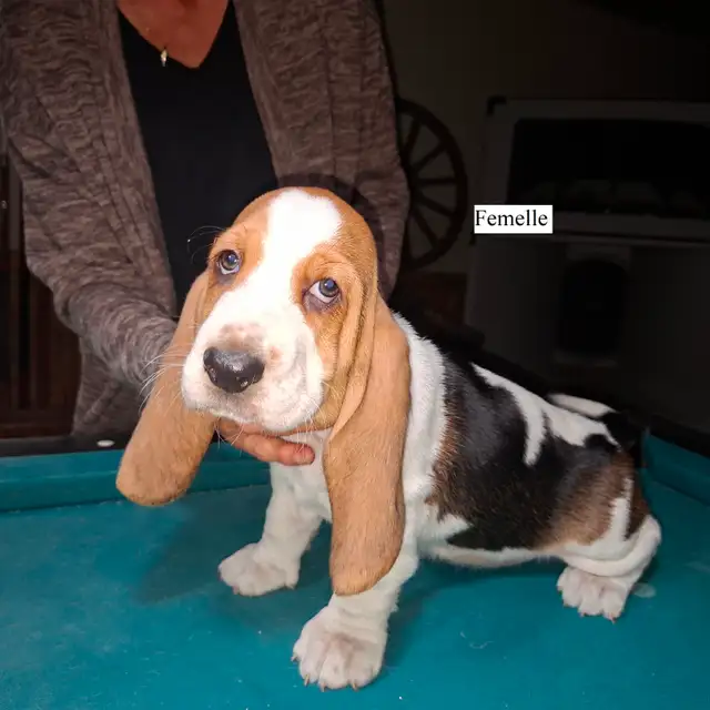 Chiot Basset Hound Vendu