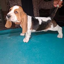 Chiot Basset Hound Vendu - Photo 2