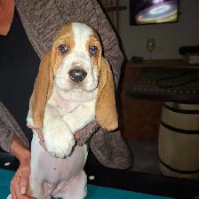 Chiot Basset Hound Vendu - Photo 3