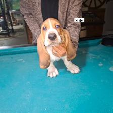 Chiot Basset Hound Vendu - Photo 4