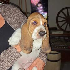 Chiot Basset Hound Vendu - Photo 5