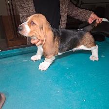 Chiot Basset Hound Vendu - Photo 6