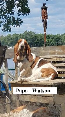 Chiot Basset Hound Vendu - Photo 7