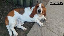 Chiot Basset Hound Vendu - Photo 8