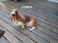 Chiot Basset Hound Vendu - Photo 9