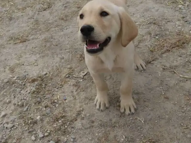 Golden Retriever lab female