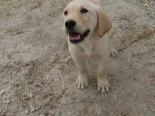 Golden Retriever lab female