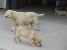 Golden Retriever lab female - Photo 2
