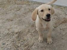 Golden Retriever lab female - Photo 3