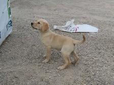 Golden Retriever lab female - Photo 4