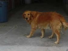 Golden Retriever lab female - Photo 5